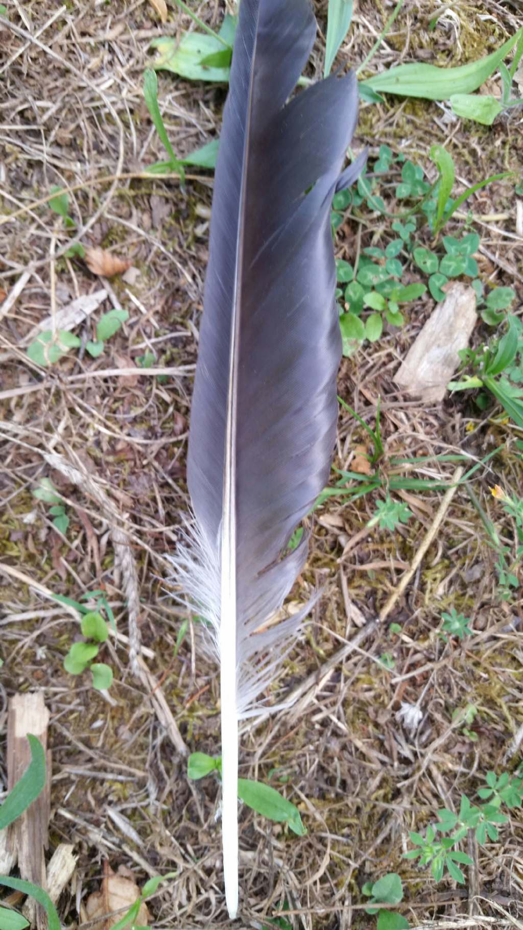 Riconoscimento penne